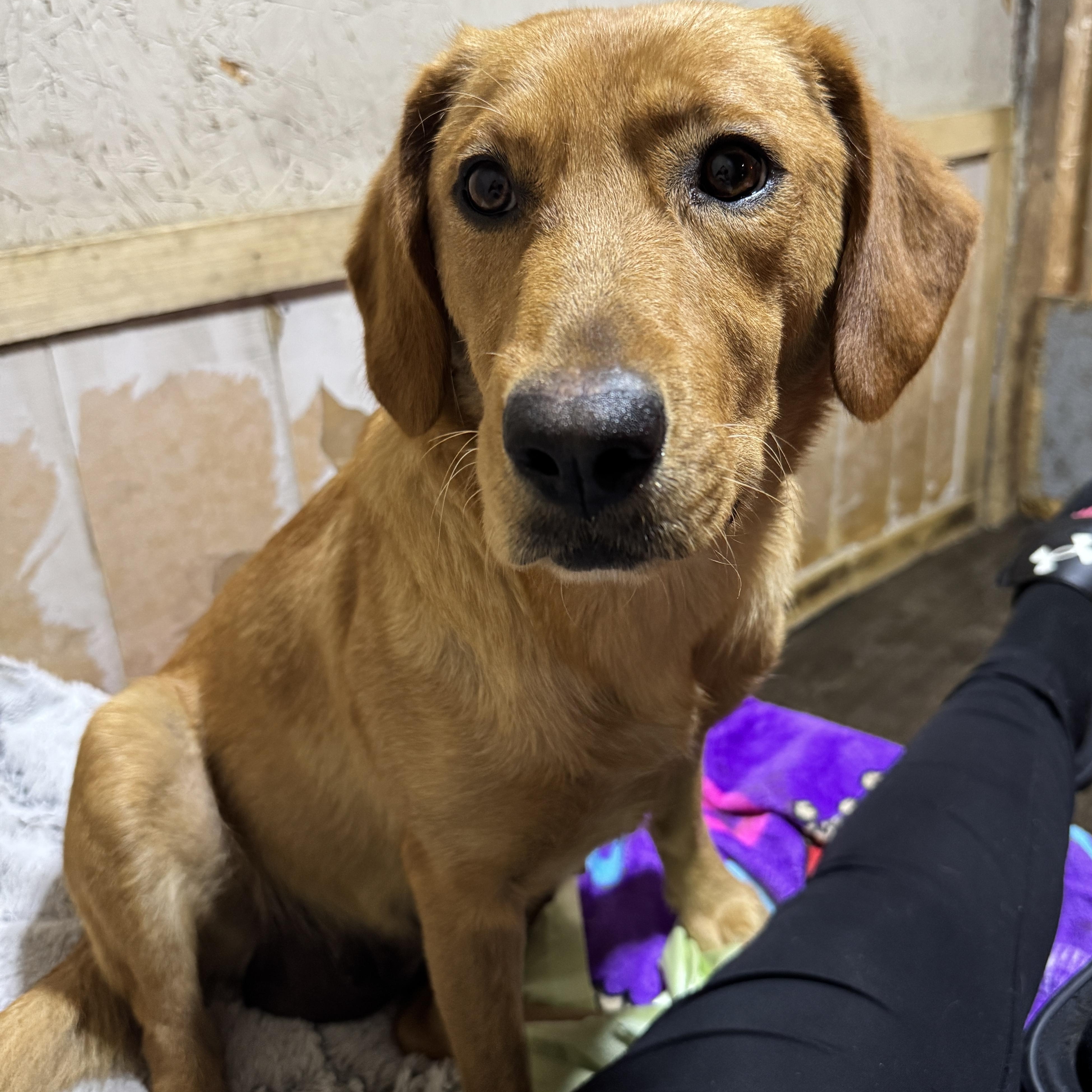 Sugar, a ADOPTABLE mixed breed in Hartford, KY image 5/6