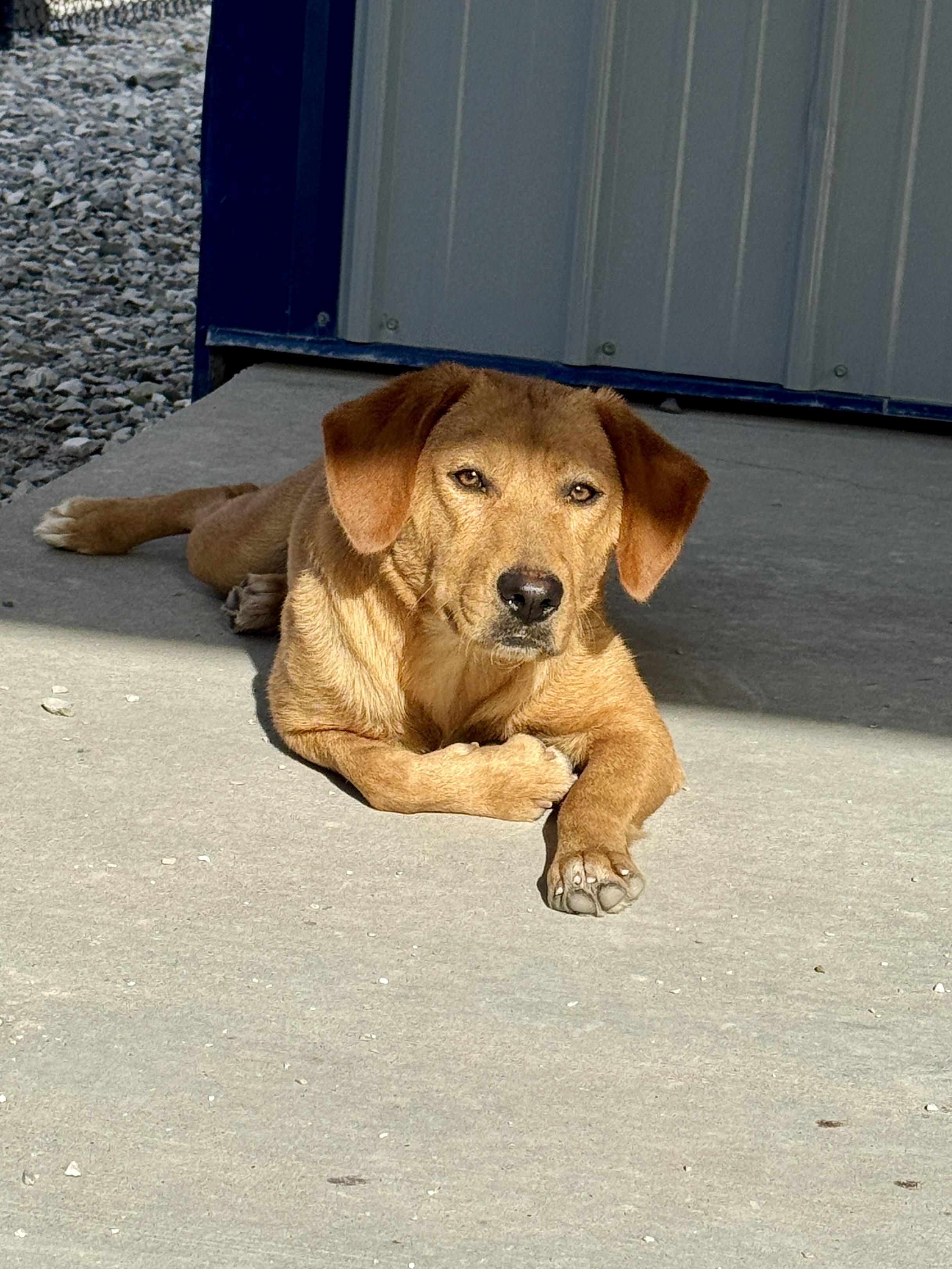 Sugar, a ADOPTABLE mixed breed in Hartford, KY image 4/6