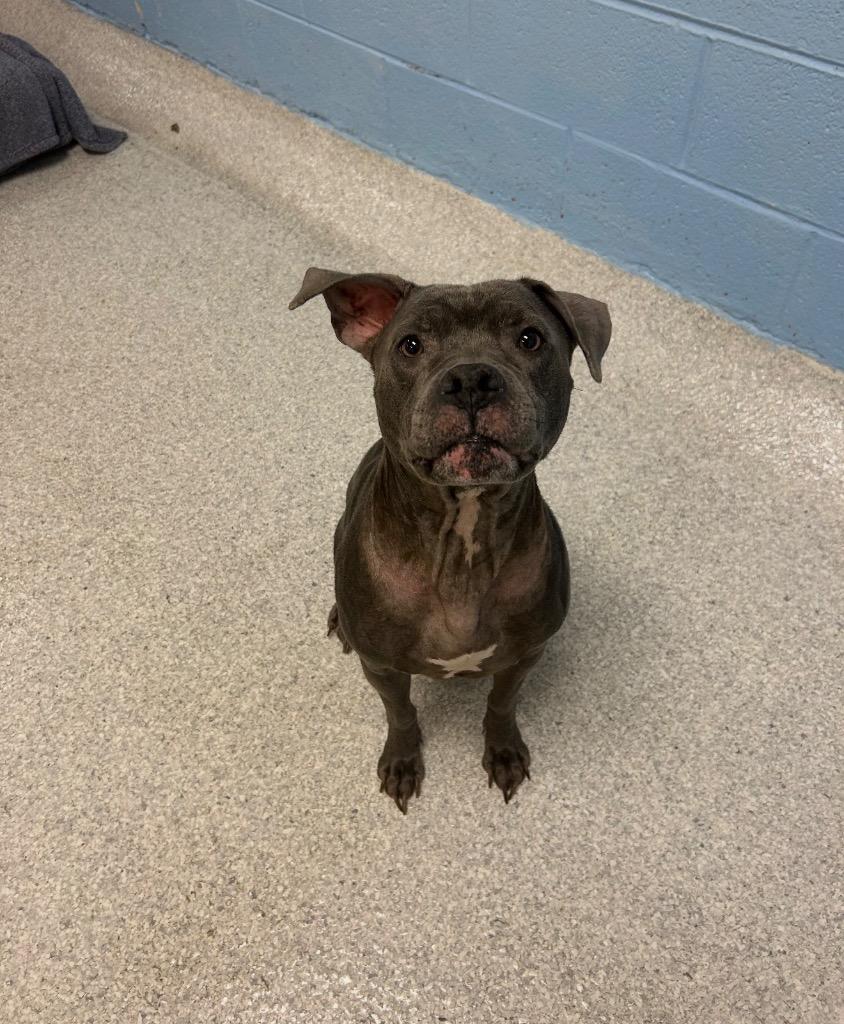 Tahiti, Adoptable, Adult Female Mixed Breed.