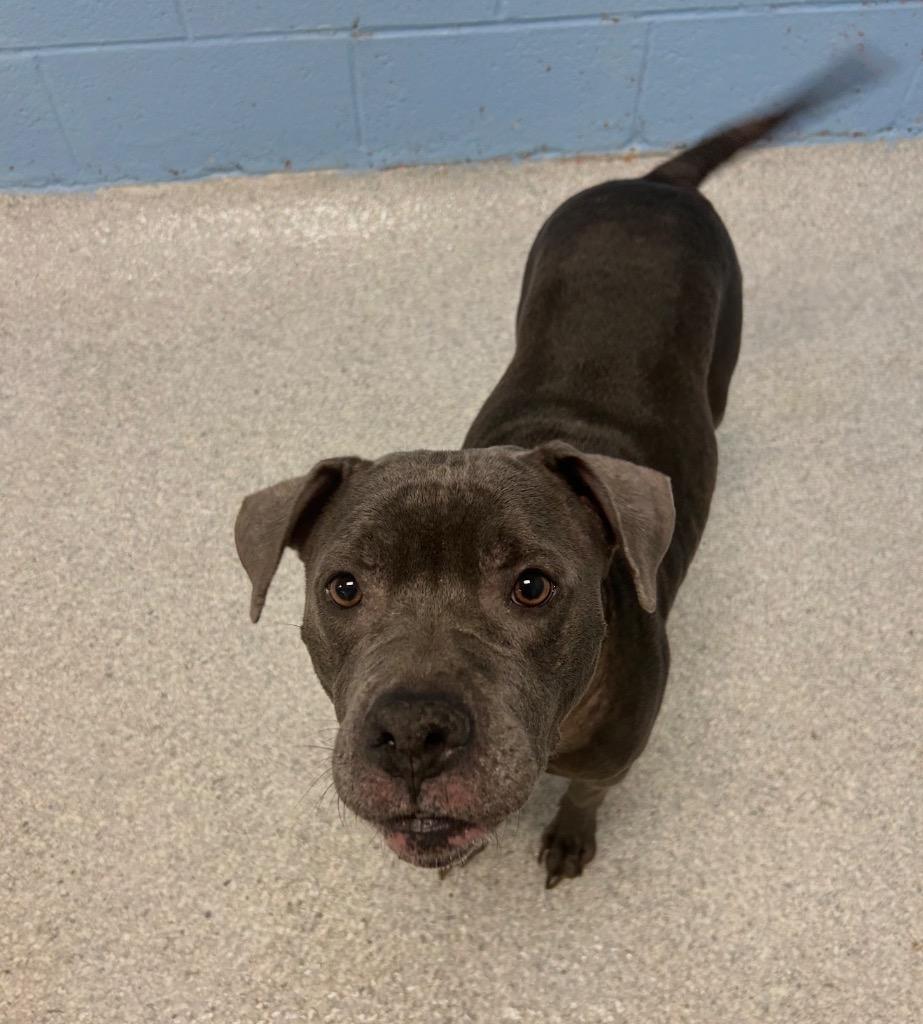 Enlarge Tahiti, a Adoptable mixed breed in Detroit, MI image 2/4