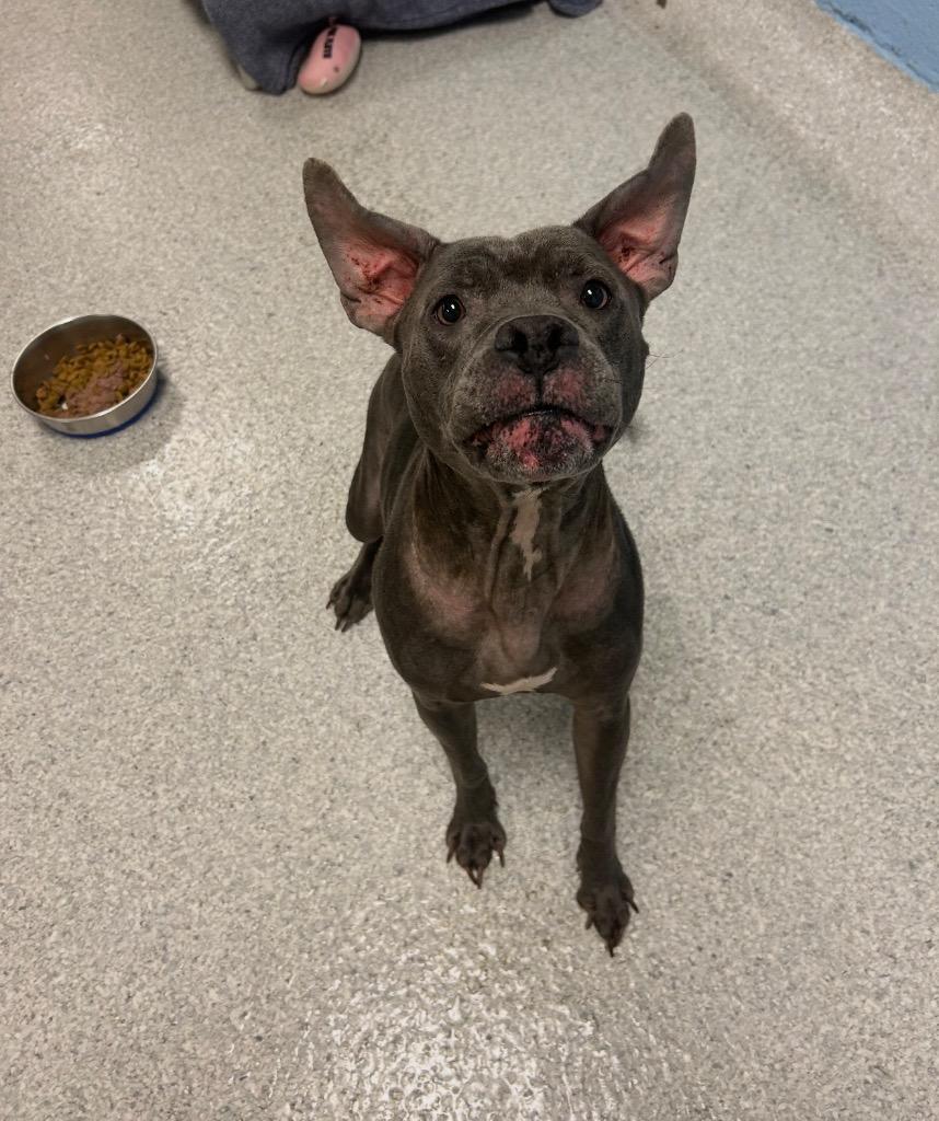 Enlarge Tahiti, a Adoptable mixed breed in Detroit, MI image 4/4