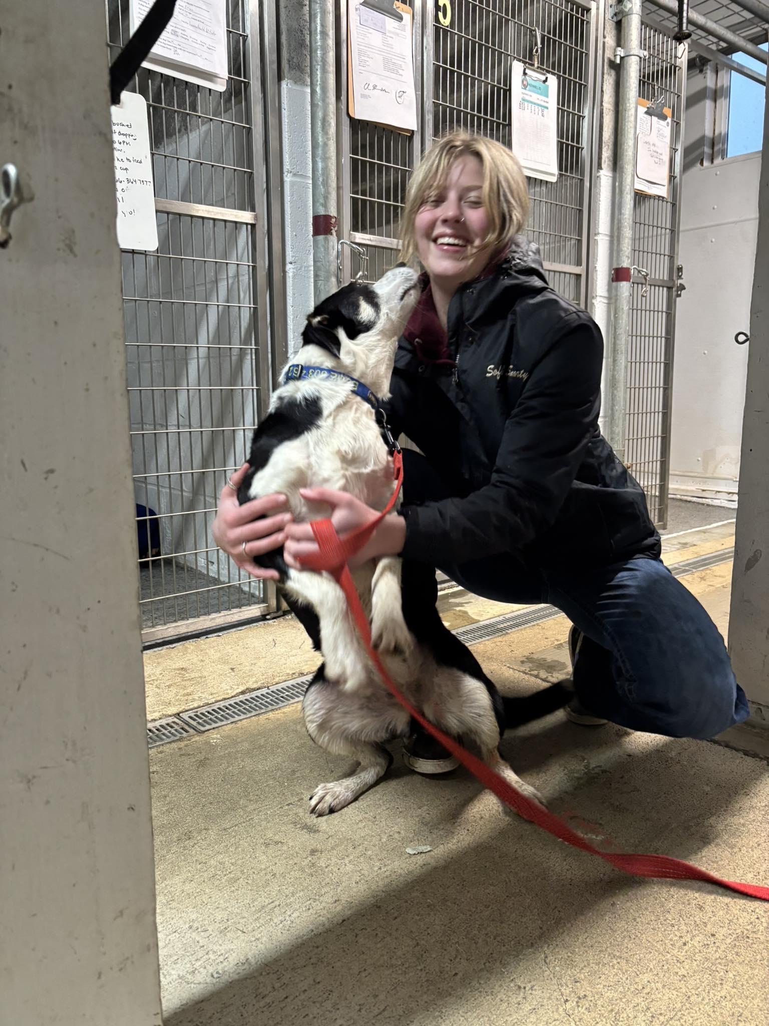 Blue , an adopted Border Collie in Tillamook, OR image 5/5