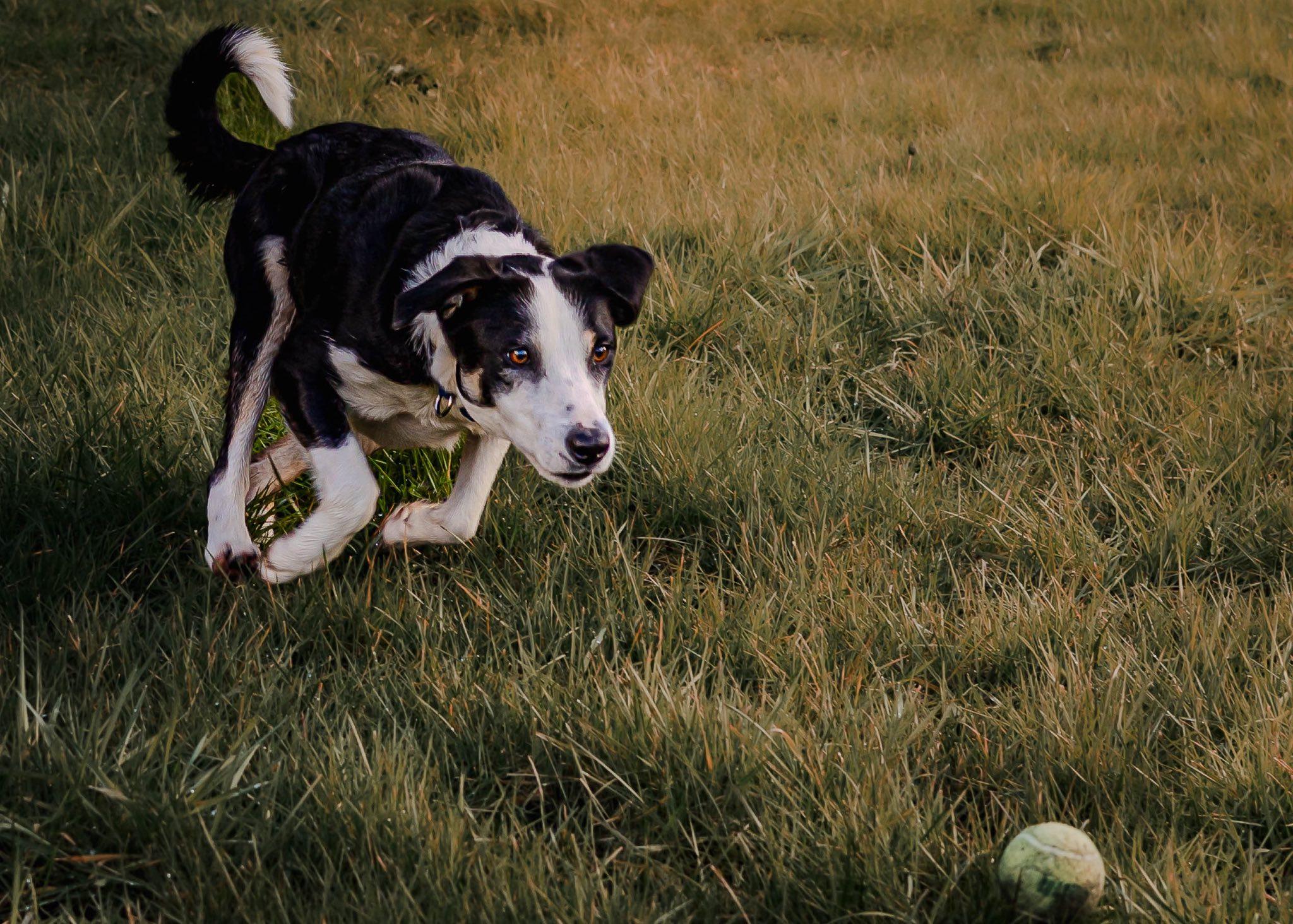 Blue , an adopted Border Collie in Tillamook, OR image 3/5