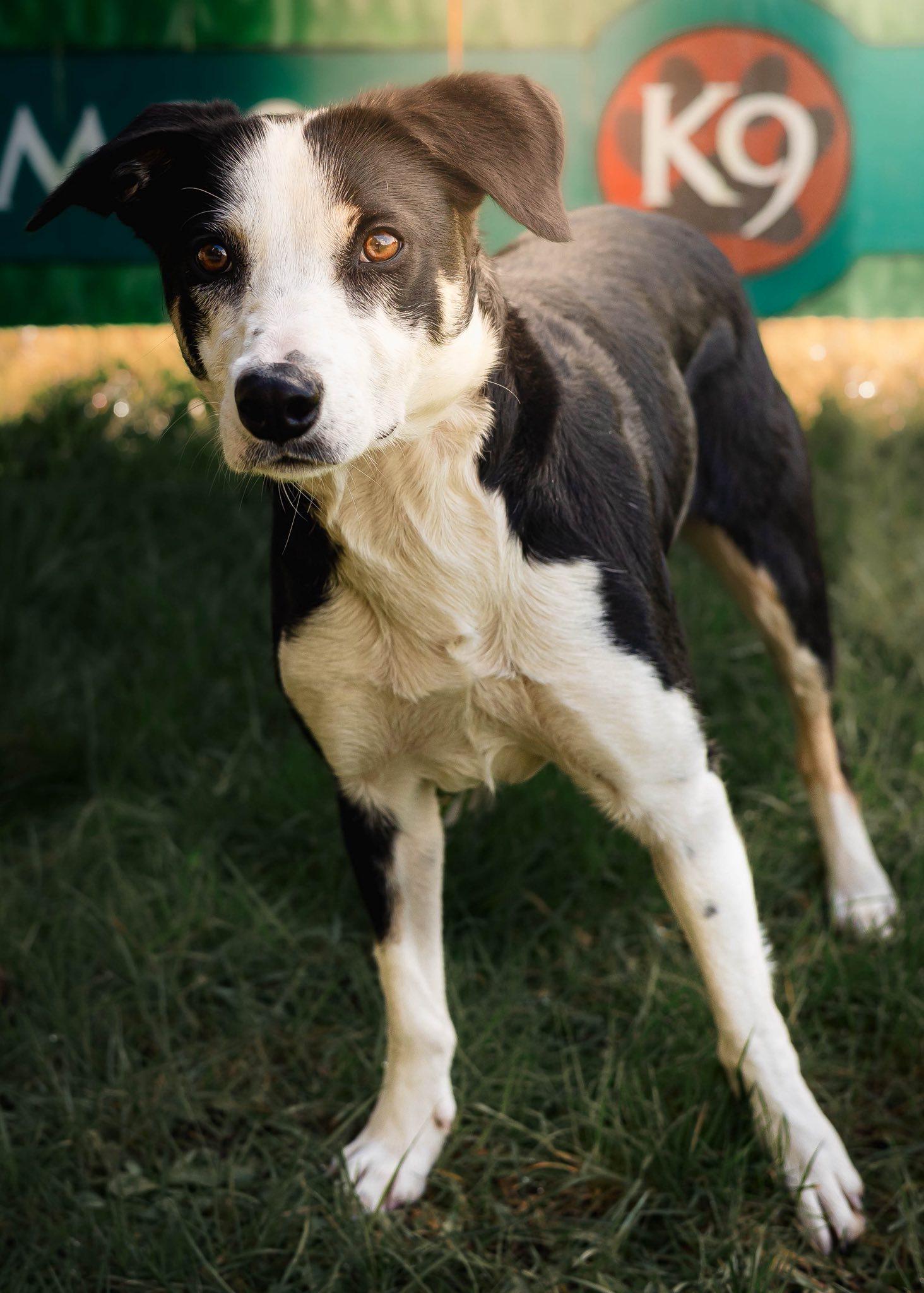 Blue , an adopted Border Collie in Tillamook, OR image 4/5
