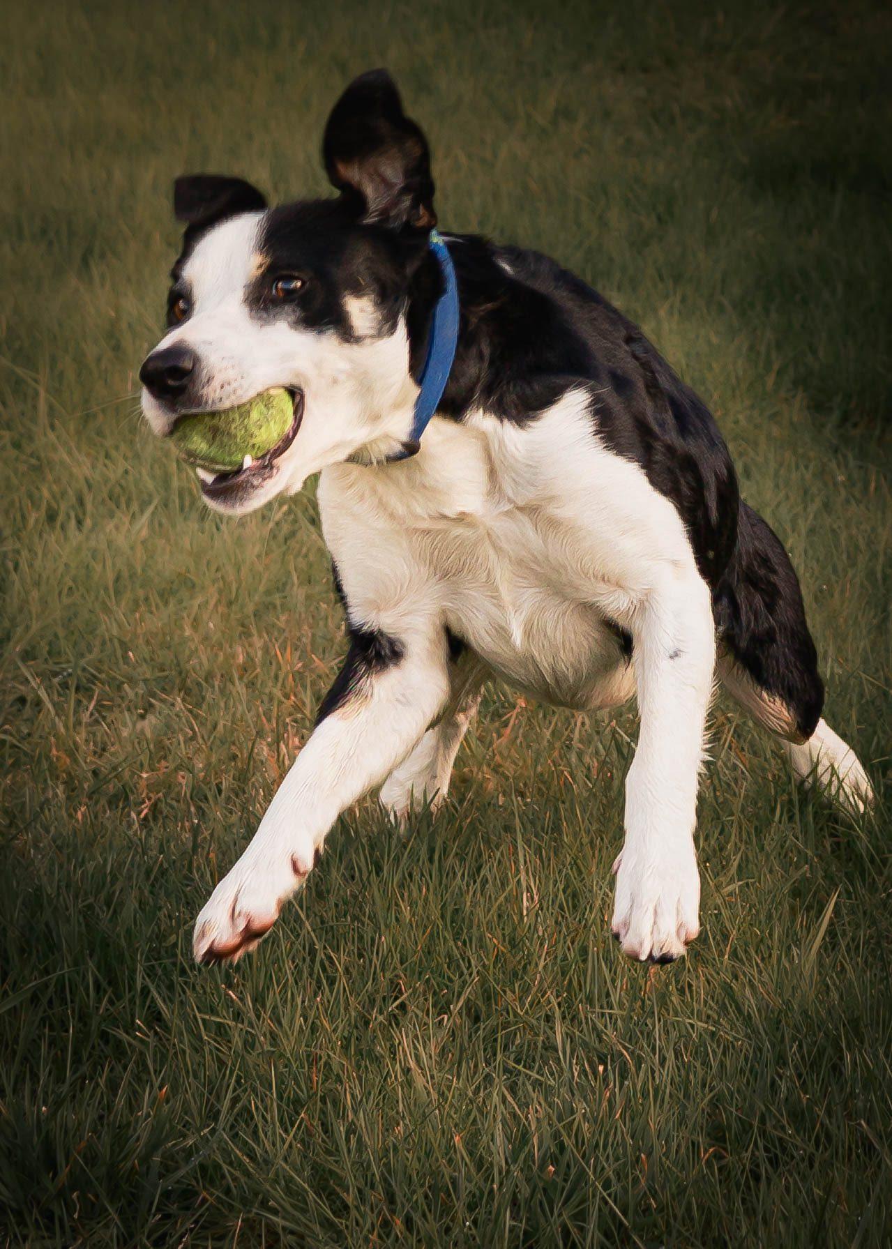 Blue , an adopted Border Collie in Tillamook, OR image 2/5