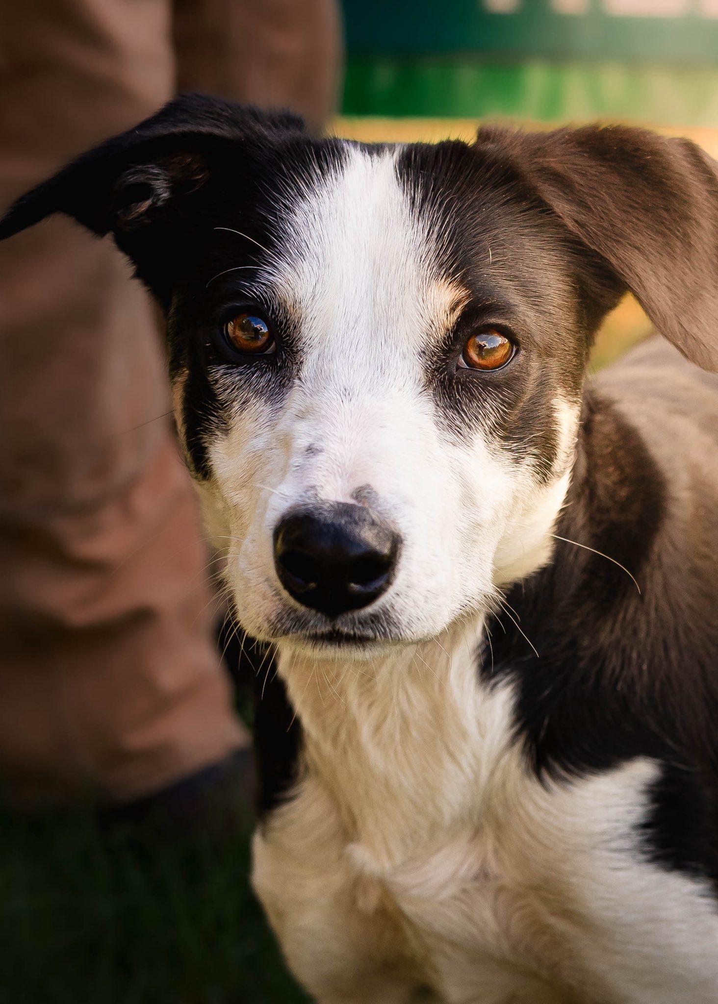 Blue , an adopted Border Collie in Tillamook, OR image 1/5
