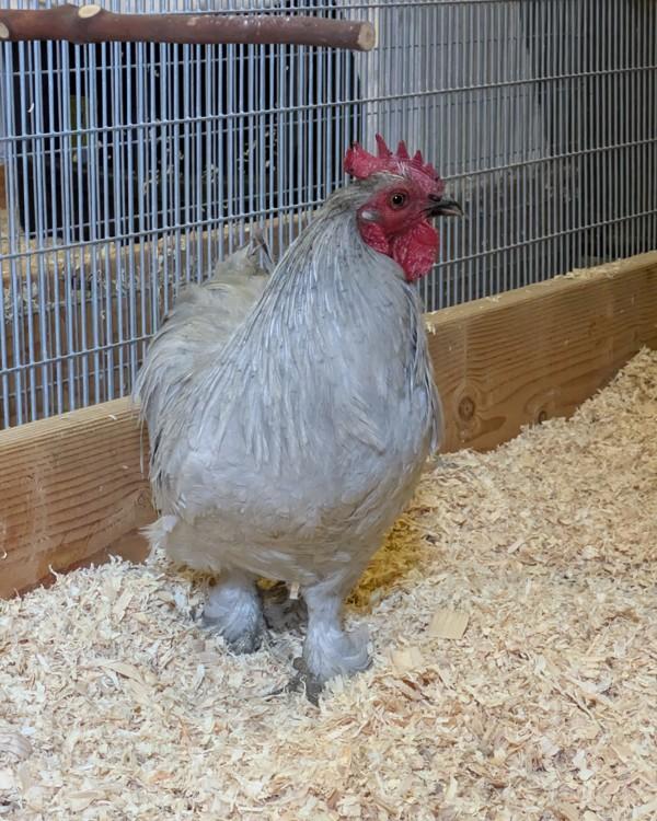 Gerald, Adoptable, Young Male Chicken.
