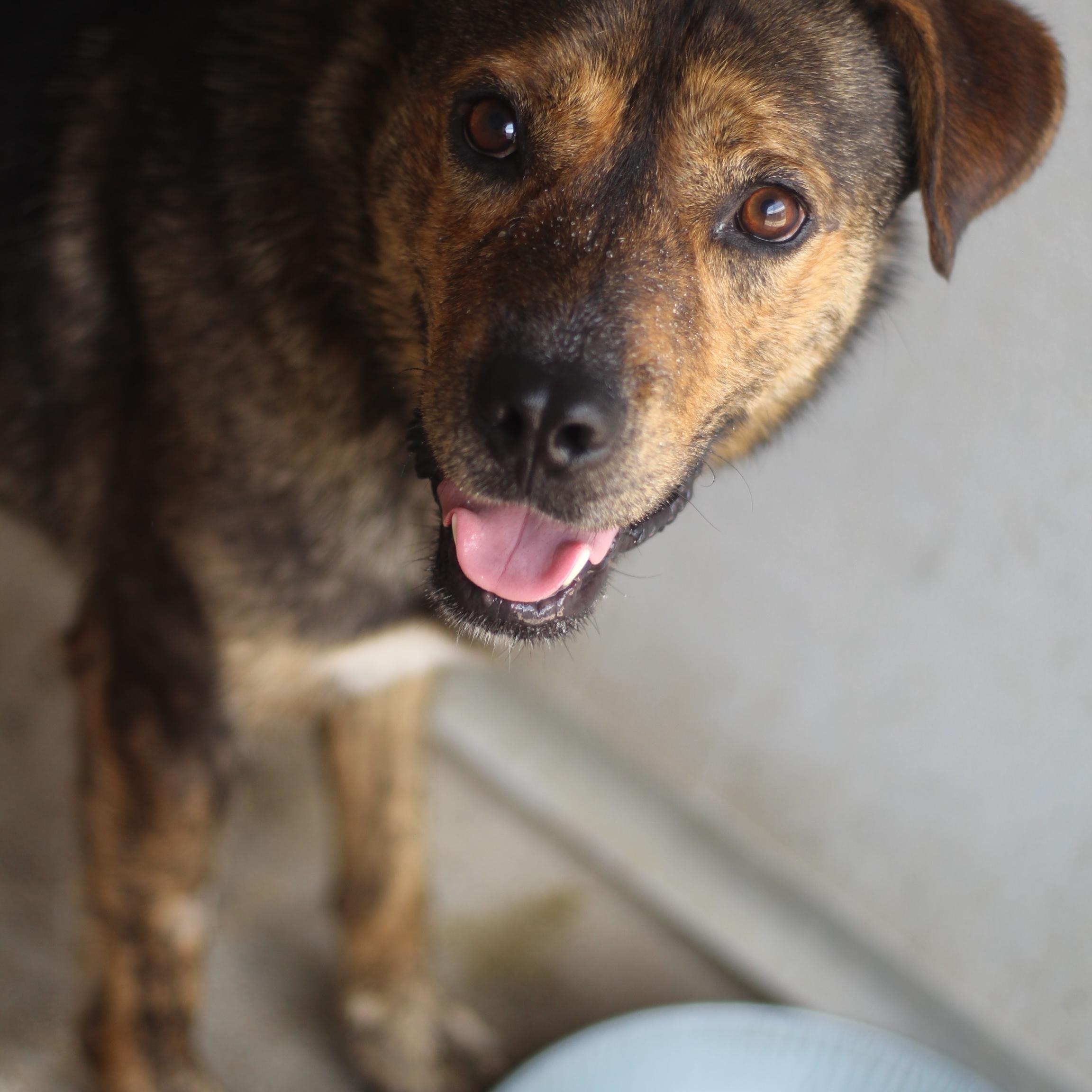 Enlarge Bingo, a Adoptable mixed breed in Ottumwa, IA image 1/2