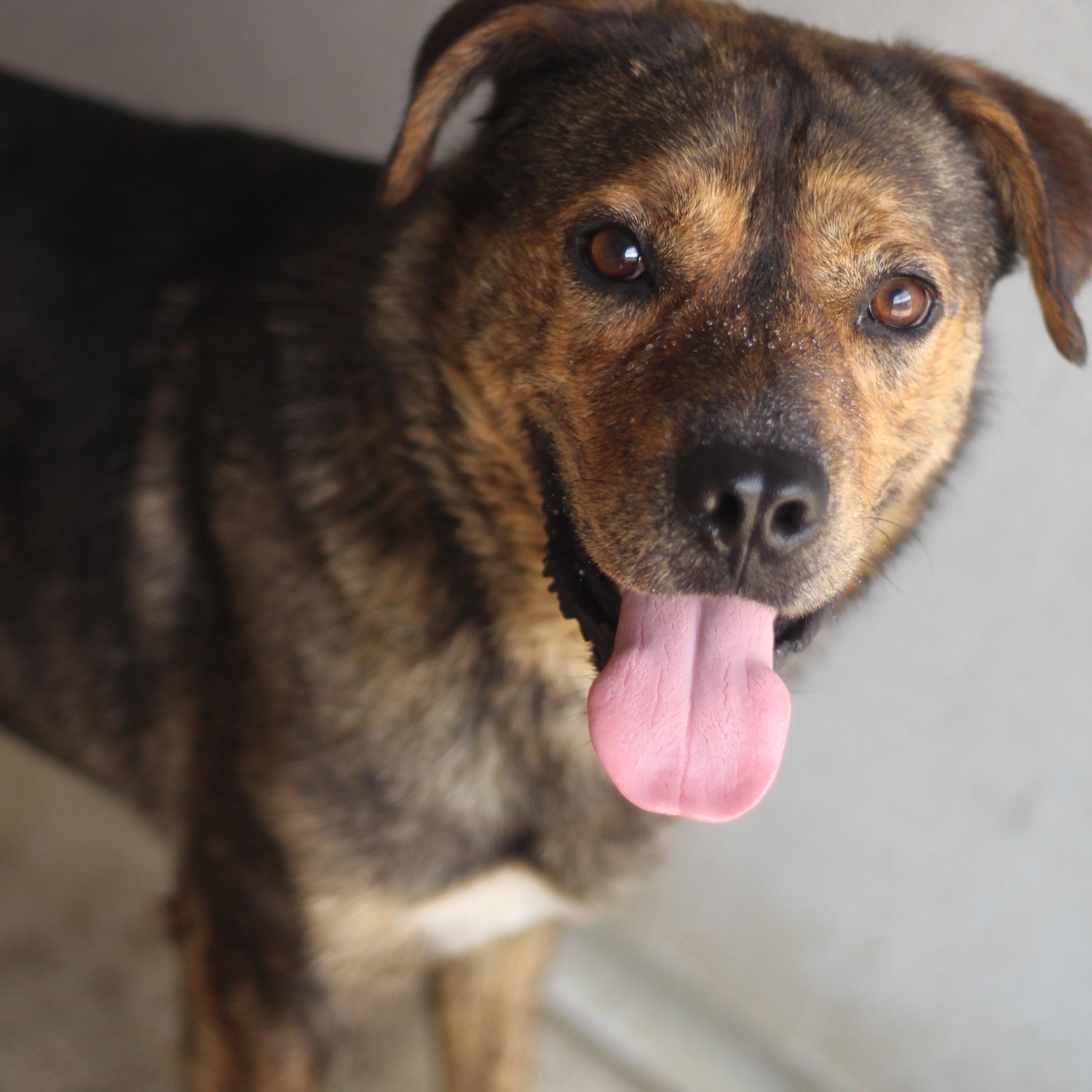 Enlarge Bingo, a Adoptable mixed breed in Ottumwa, IA image 2/2