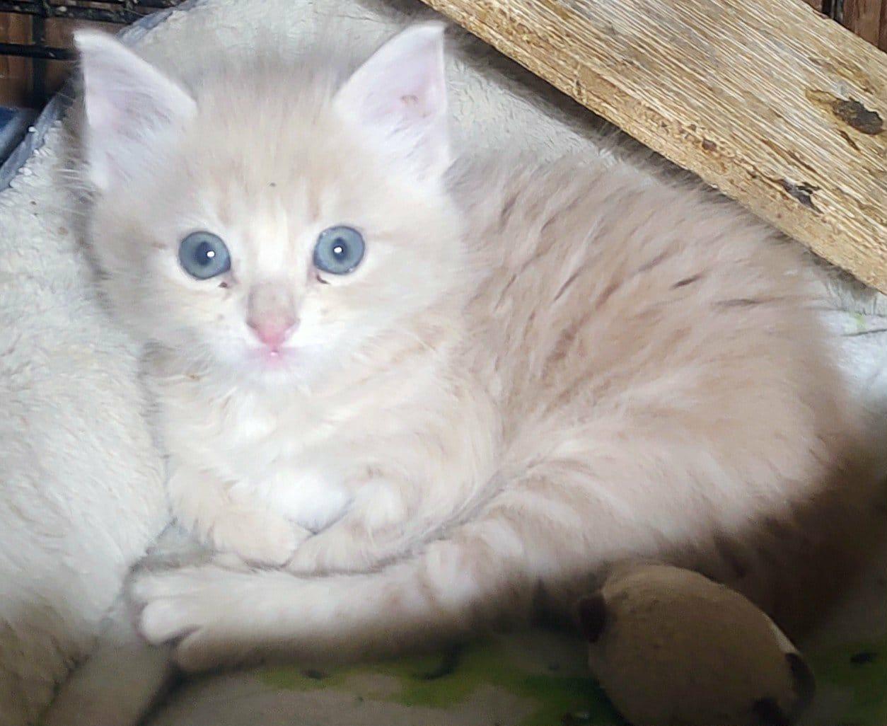 Enlarge Leo-Pex, a Adopted Domestic Short Hair in Pensacola, FL image 1/1