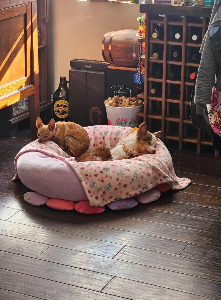 Belle (Catrina), Adoptable, Adult Female Chihuahua.