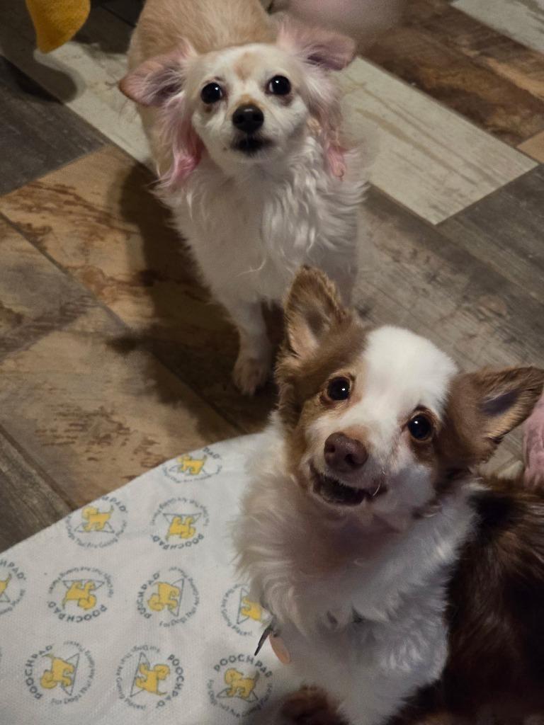 Belle (Catrina), a Adoptable mixed breed in El Cajon, CA image 2/6