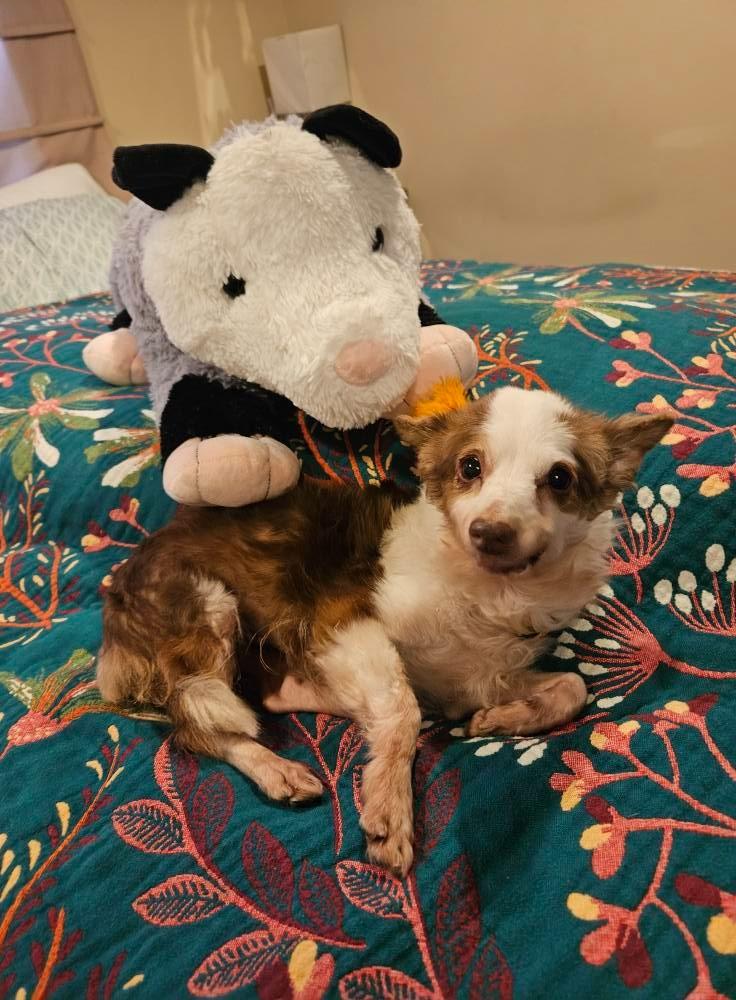 Belle (Catrina), a Adoptable mixed breed in El Cajon, CA image 3/6