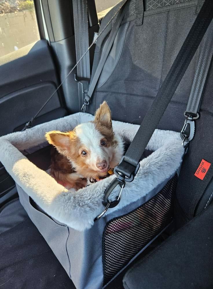 Belle (Catrina), a Adoptable mixed breed in El Cajon, CA image 4/6