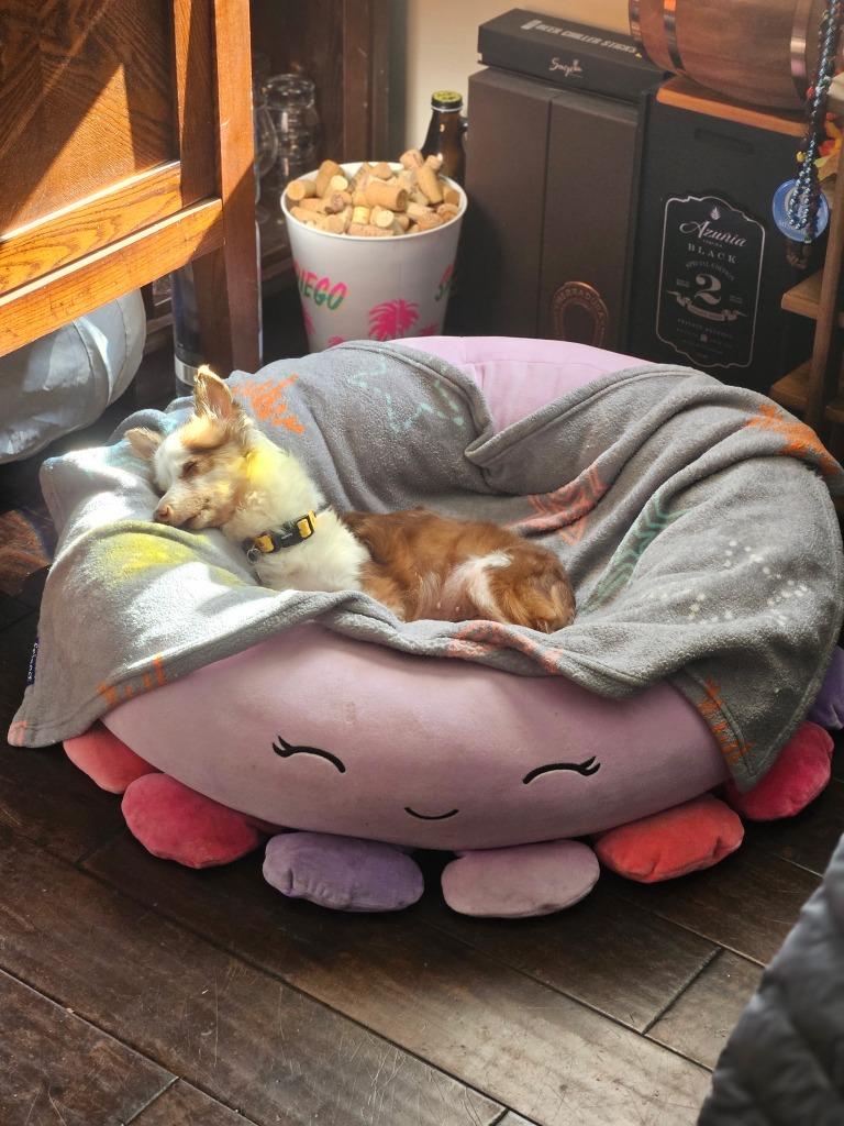 Belle (Catrina), a Adoptable mixed breed in El Cajon, CA image 5/6