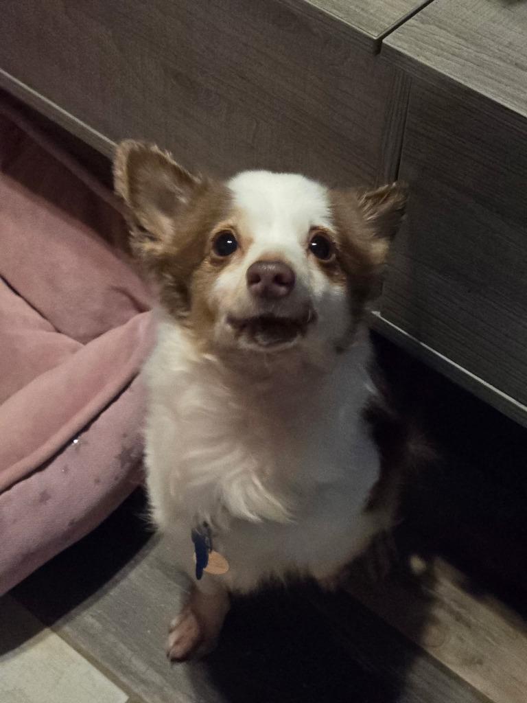 Belle (Catrina), a Adoptable mixed breed in El Cajon, CA image 6/6