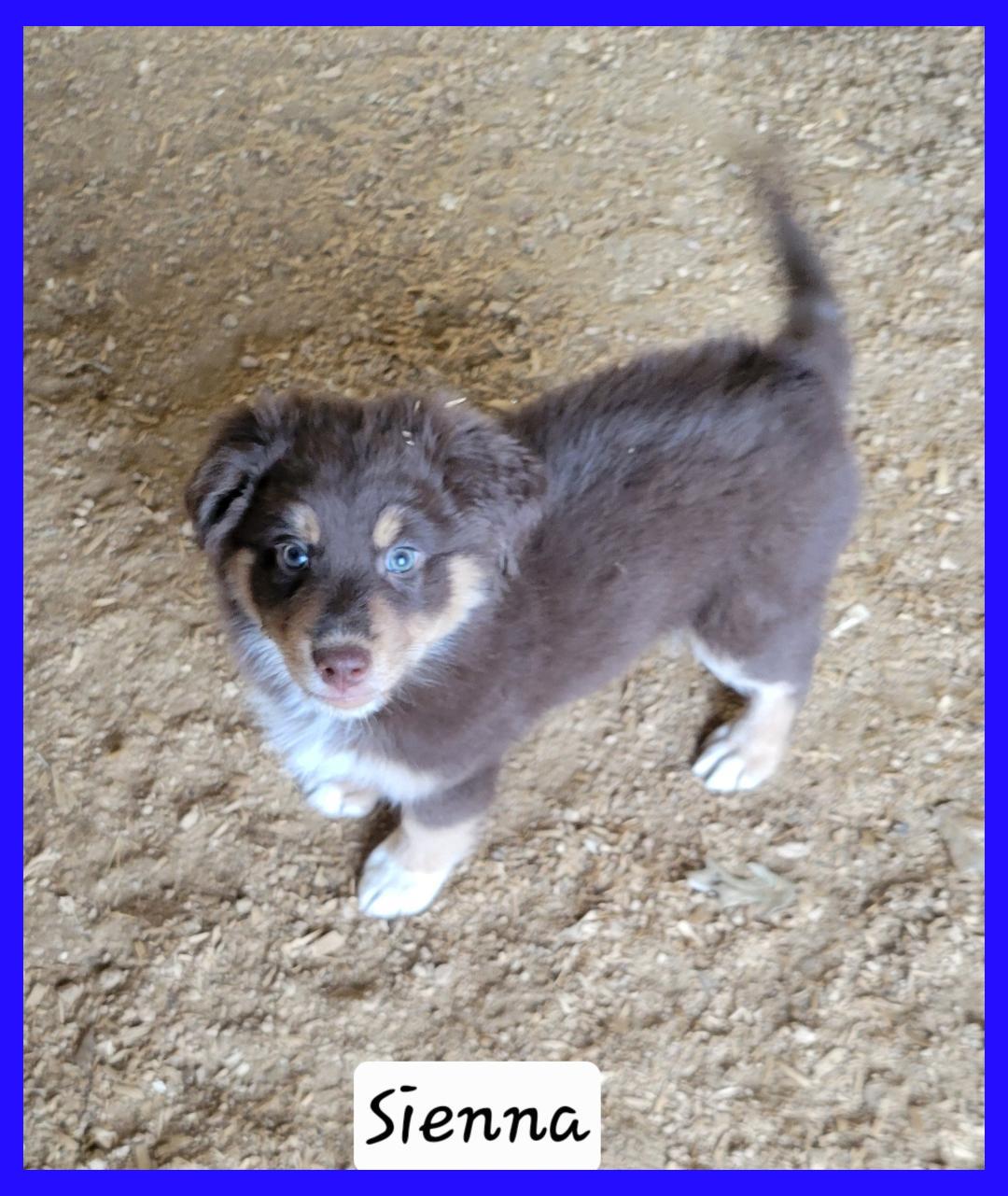 Sienna, ADOPTABLE, Young Female Australian Shepherd.