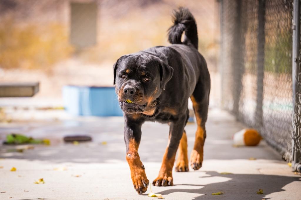 Papa, Adoptable, Young Male Rottweiler.