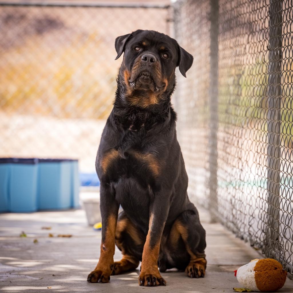 Papa, a Adoptable Rottweiler in Twentynine Palms, CA image 2/6