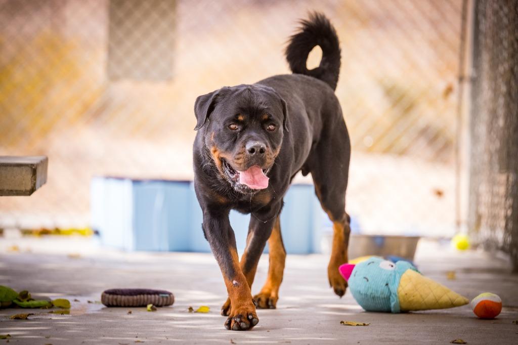 Papa, a Adoptable Rottweiler in Twentynine Palms, CA image 3/6