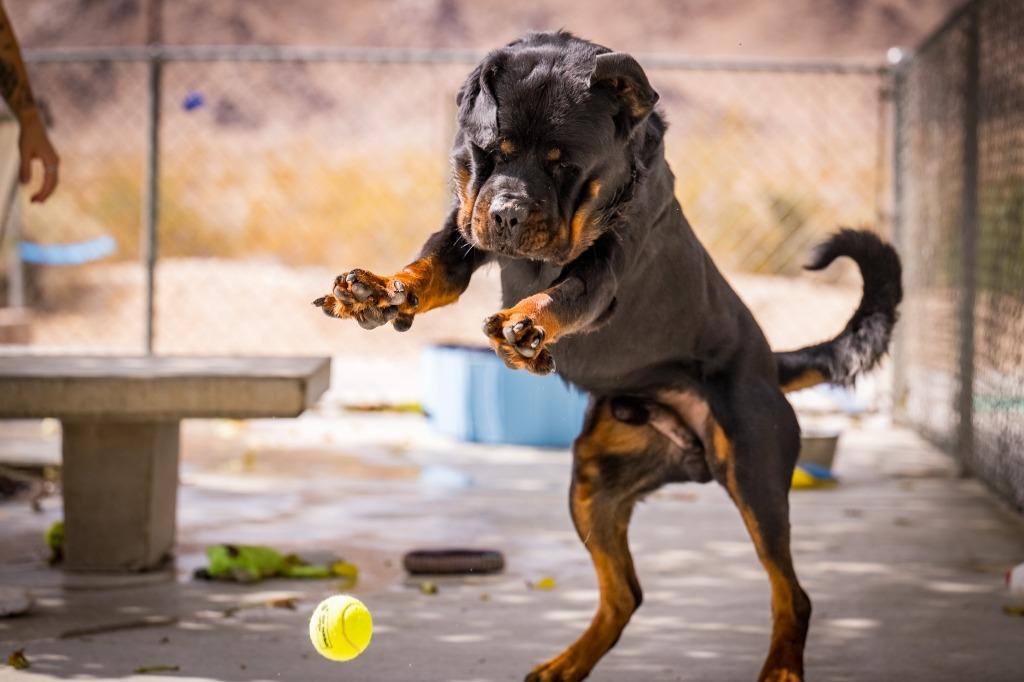 Papa, a Adoptable Rottweiler in Twentynine Palms, CA image 4/6