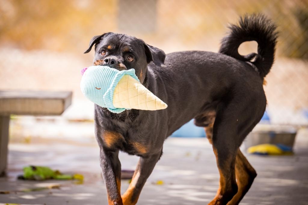Papa, a Adoptable Rottweiler in Twentynine Palms, CA image 5/6