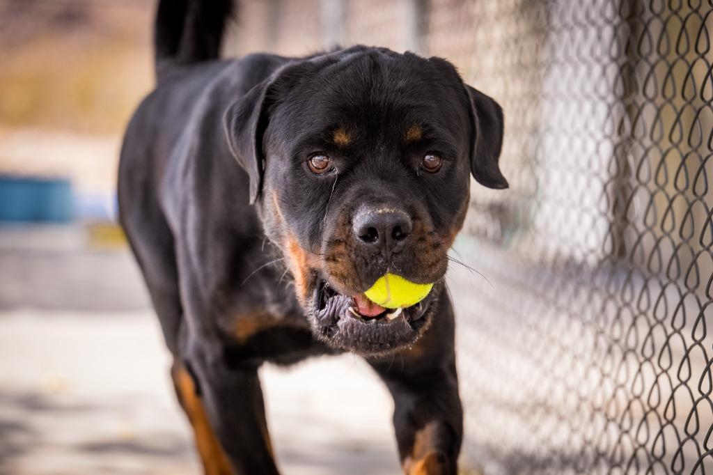 Papa, a Adoptable Rottweiler in Twentynine Palms, CA image 6/6