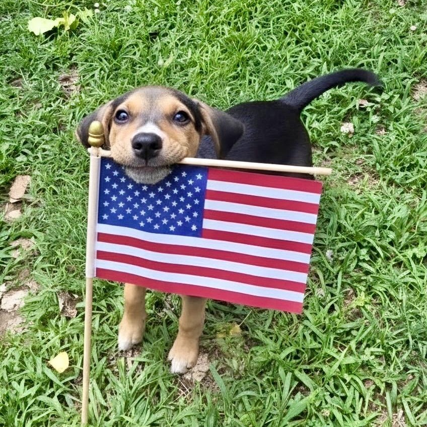 Janis Joplin, a Adoptable mixed breed in Richmond, VA image 2/6