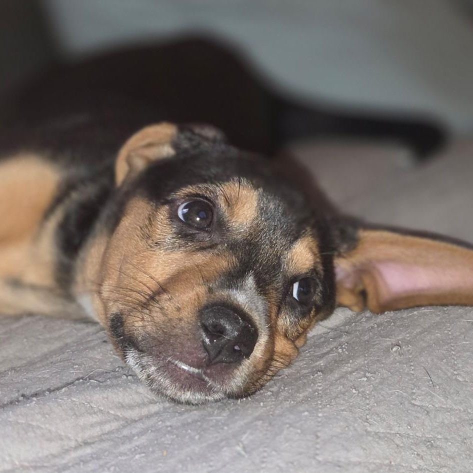 Janis Joplin, a Adoptable mixed breed in Richmond, VA image 4/6