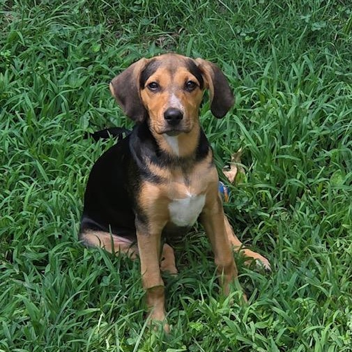 Janis Joplin, a Adoptable mixed breed in Richmond, VA image 3/6