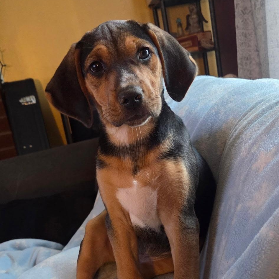 Janis Joplin, Adoptable, Puppy Female Hound.