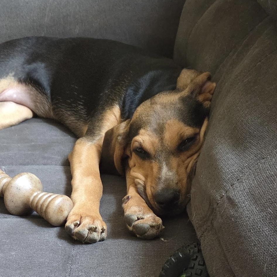 Janis Joplin, a Adoptable mixed breed in Richmond, VA image 6/6
