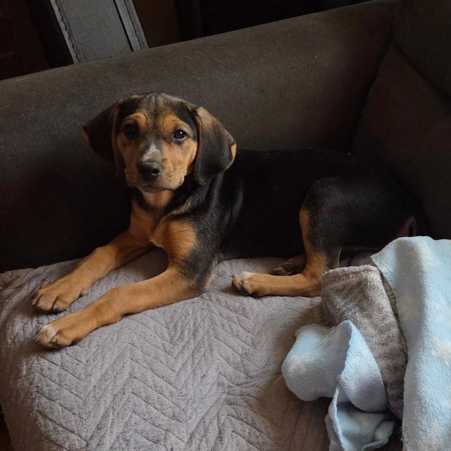 Janis Joplin, a Adoptable mixed breed in Richmond, VA image 5/6