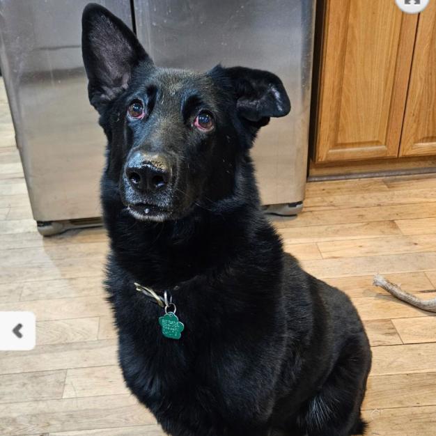 Ava Marie, Adoptable, Adult Female German Shepherd Dog.