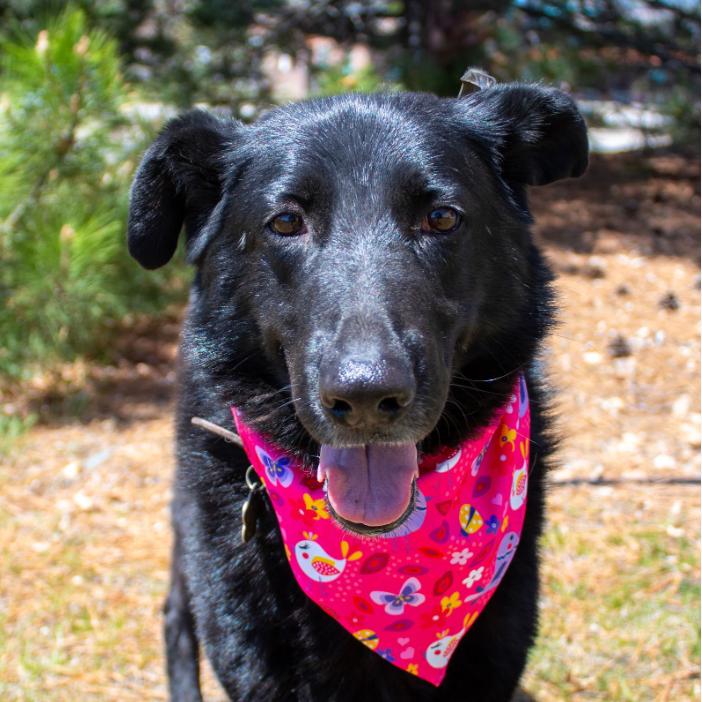 Ava Marie, a Adoptable German Shepherd Dog in Lakewood, CO image 2/2
