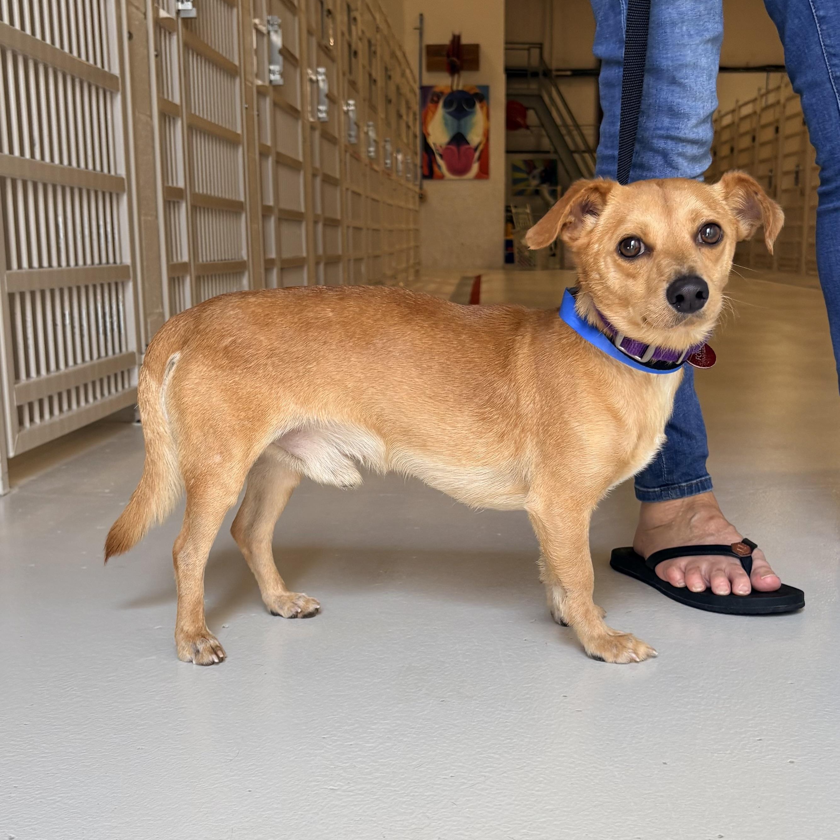 Griffin, Adopted, Adult Male Dachshund.