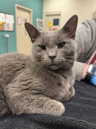 Beast — thumbnail 2