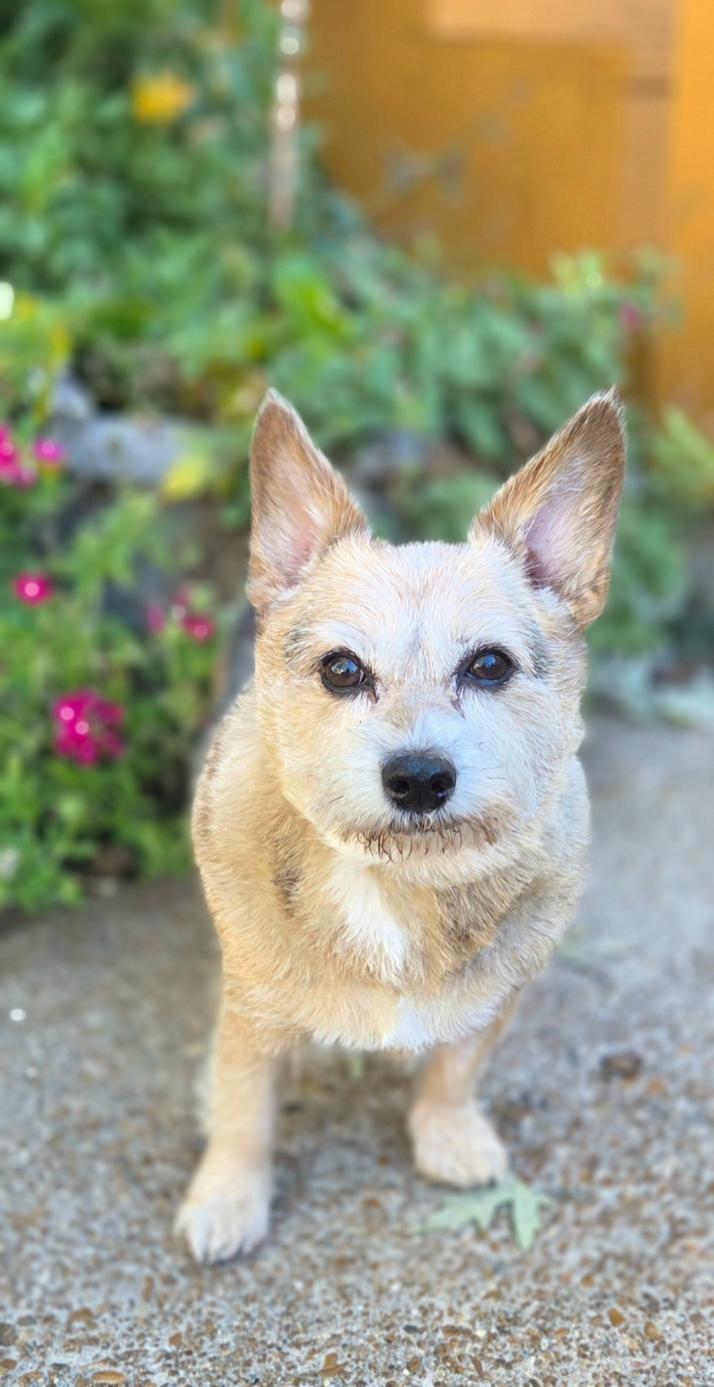 Enlarge Luna, a Adoptable mixed breed in Bridgeton, MO image 2/3
