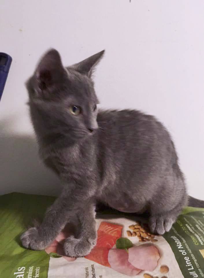 Enlarge Thena, a Adoptable Domestic Short Hair in Stuart, VA image 1/2