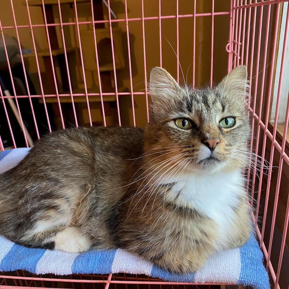 Enlarge Chilli, a Adoptable Domestic Long Hair in Jefferson city, TN image 1/1