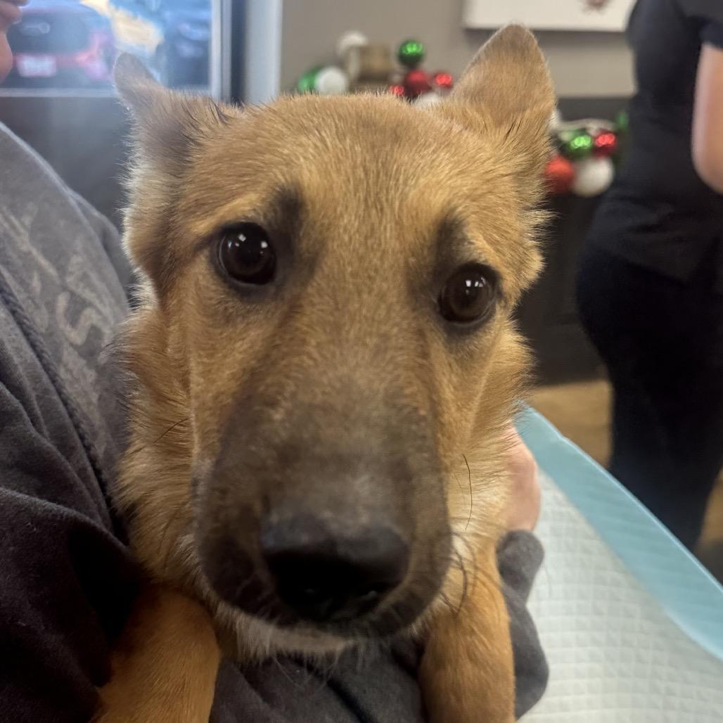 Enlarge Cherry, a Adoptable Cattle Dog in Midland, TX image 1/1