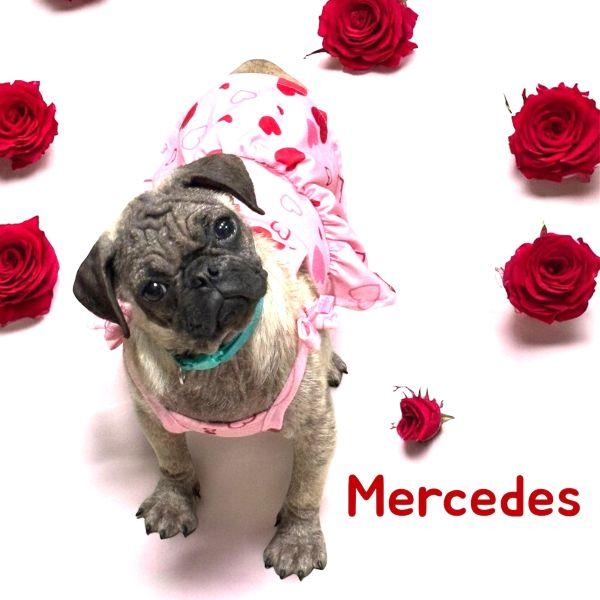 Mercedes, adopted, Puppy Female Pug.