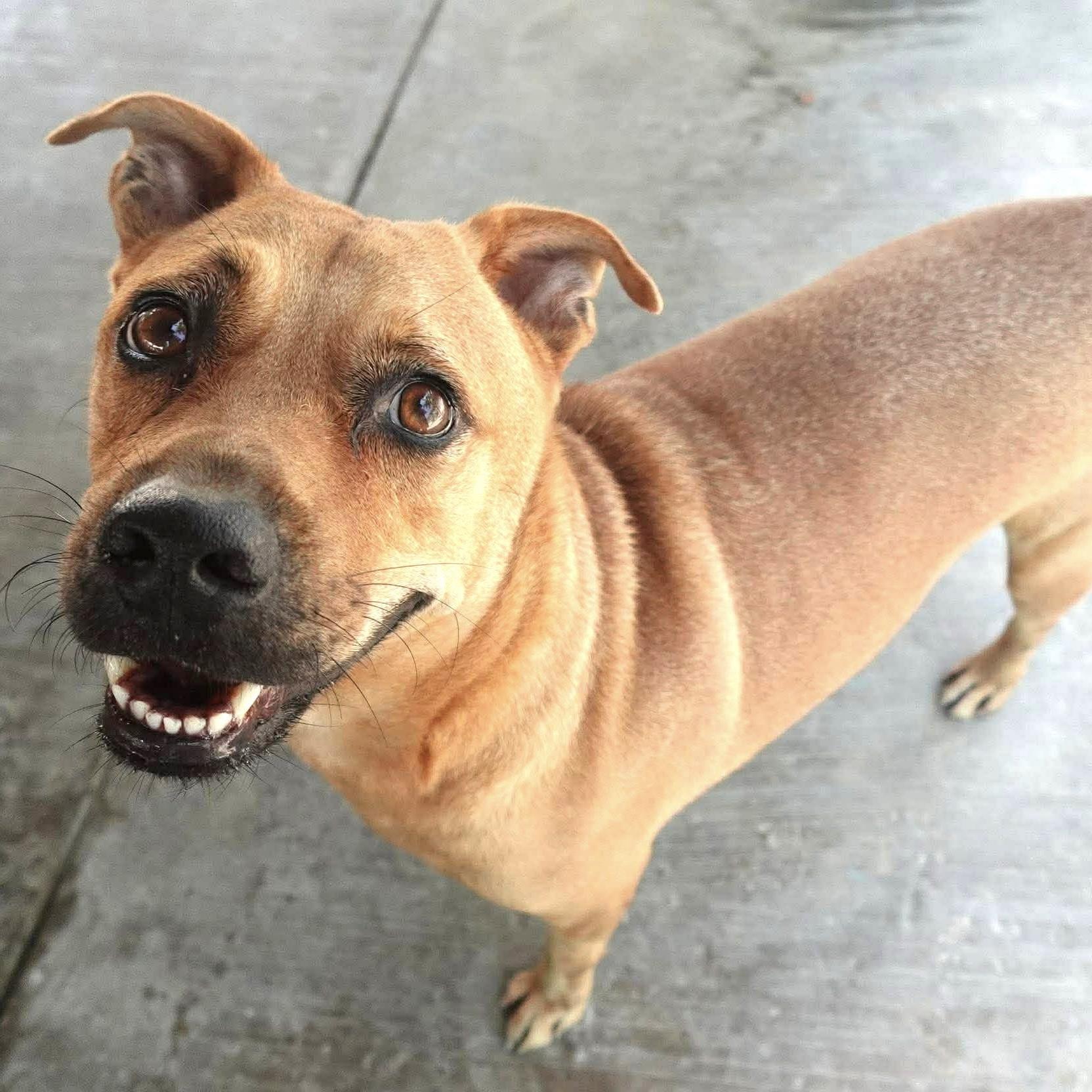 Enlarge Pumba, a ADOPTABLE mixed breed in Mississauga, ON image 2/4