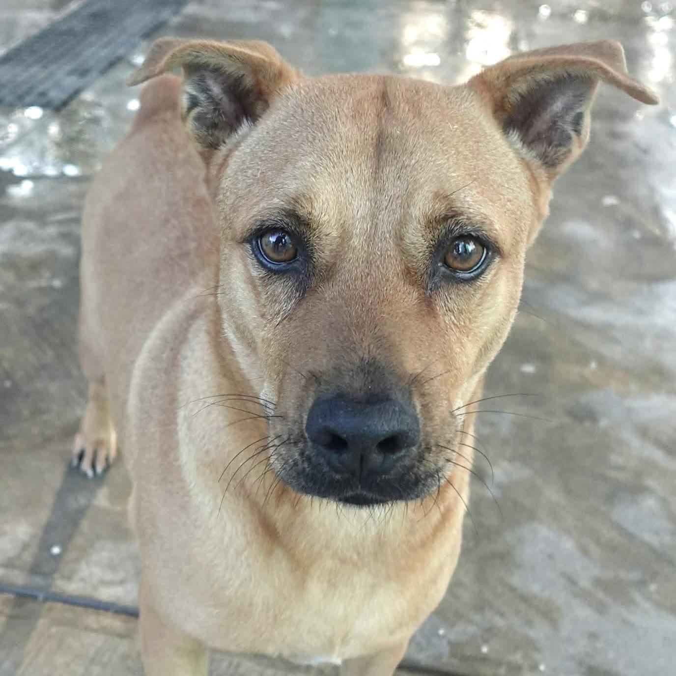 Enlarge Pumba, a ADOPTABLE mixed breed in Mississauga, ON image 4/4