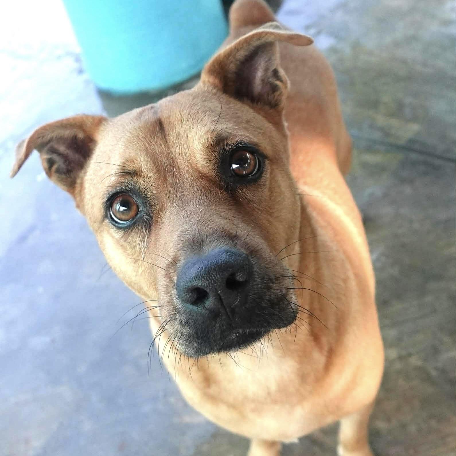 Enlarge Pumba, a ADOPTABLE mixed breed in Mississauga, ON image 1/4