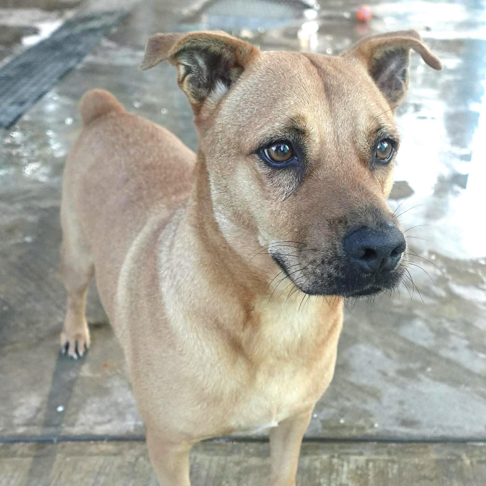 Enlarge Pumba, a ADOPTABLE mixed breed in Mississauga, ON image 3/4