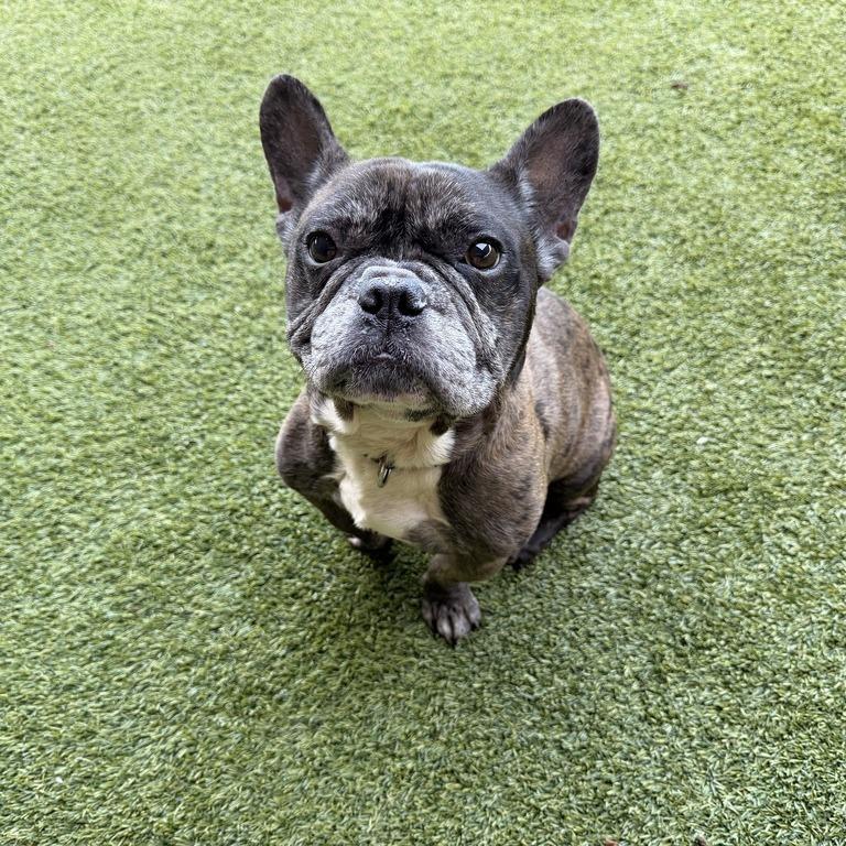 Reacher, Adoptable, Adult Male French Bulldog.