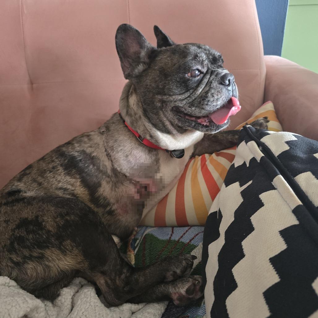 Enlarge Reacher, a Adoptable French Bulldog in Brooklyn, NY image 2/6