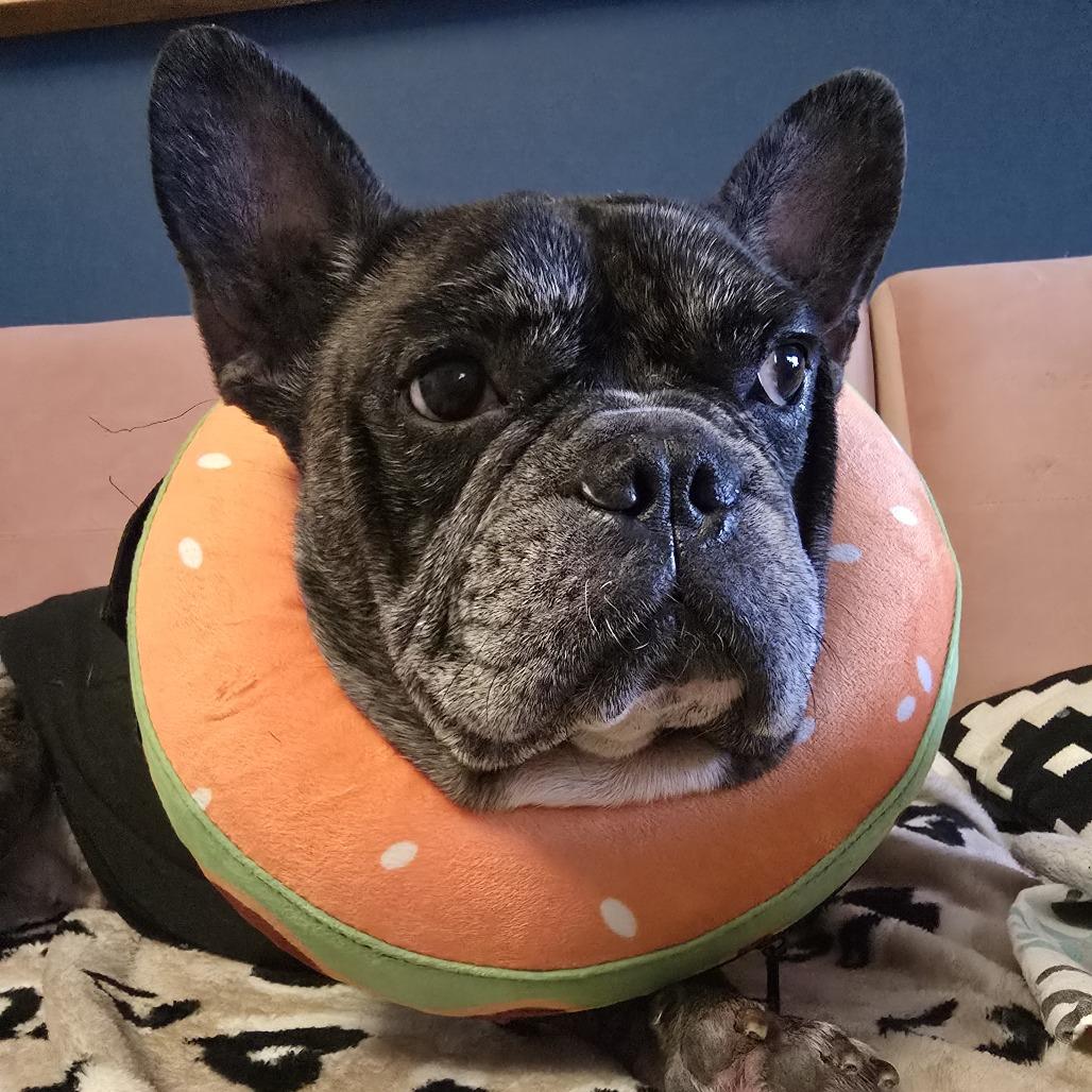 Enlarge Reacher, a Adoptable French Bulldog in Brooklyn, NY image 3/6