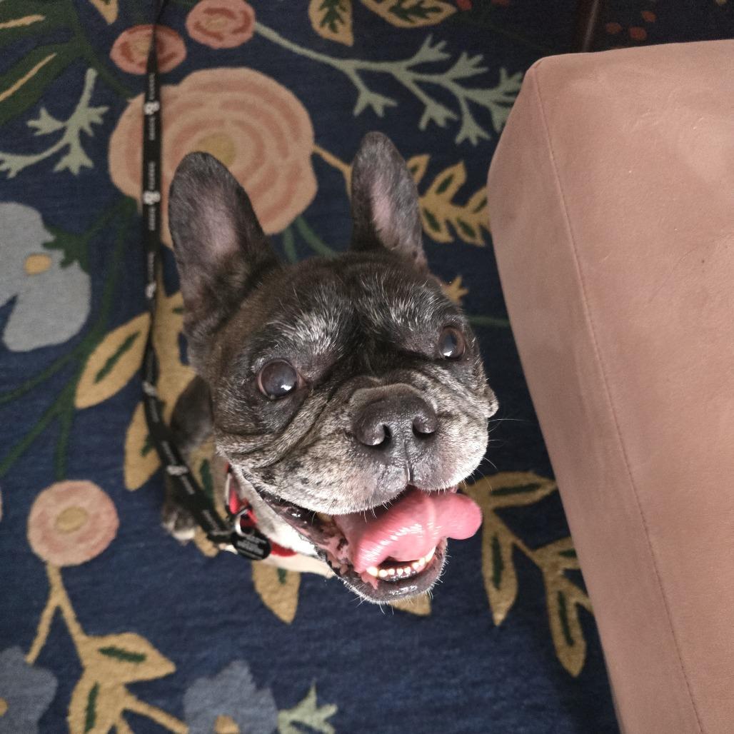 Enlarge Reacher, a Adoptable French Bulldog in Brooklyn, NY image 4/6